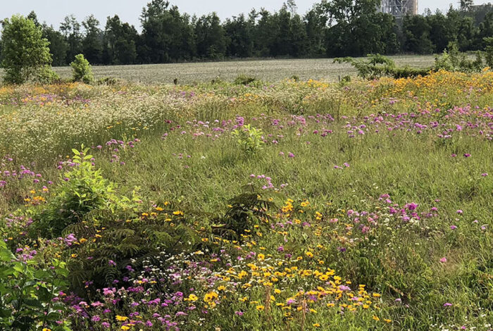karl havens photographing wildflowers