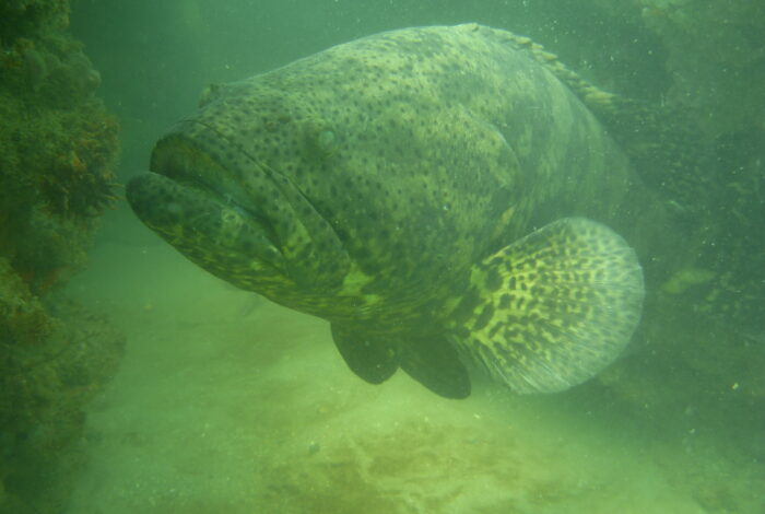 Goliath grouper