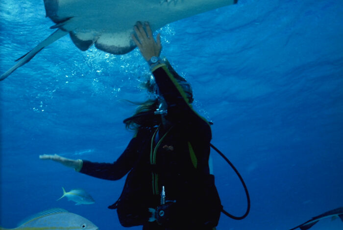 Scuba diver touching stingray while it swims over head