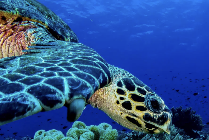 sea turtle