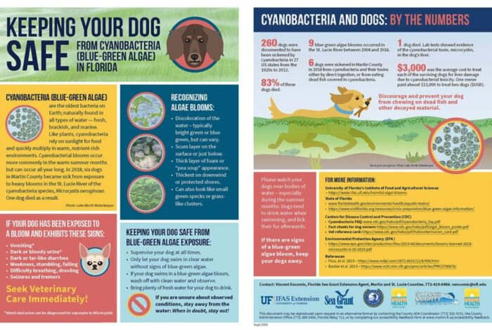 Keeping your dog safe information sheet