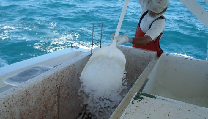 Guy putting ice on fish in a boat