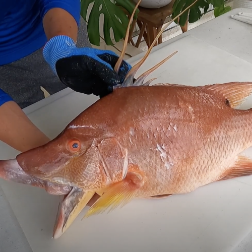 fishermen prepping to filet a fish caught in florida