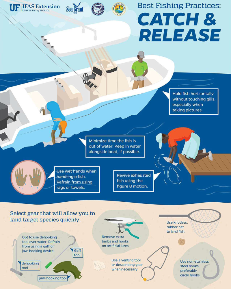 Best Fishing Practices Catch and Release Florida Sea Grant