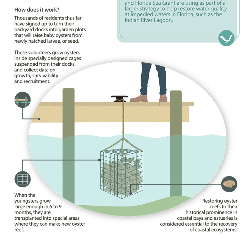 Aquaculture Infographics Series Oyster Gardening Florida Sea Grant