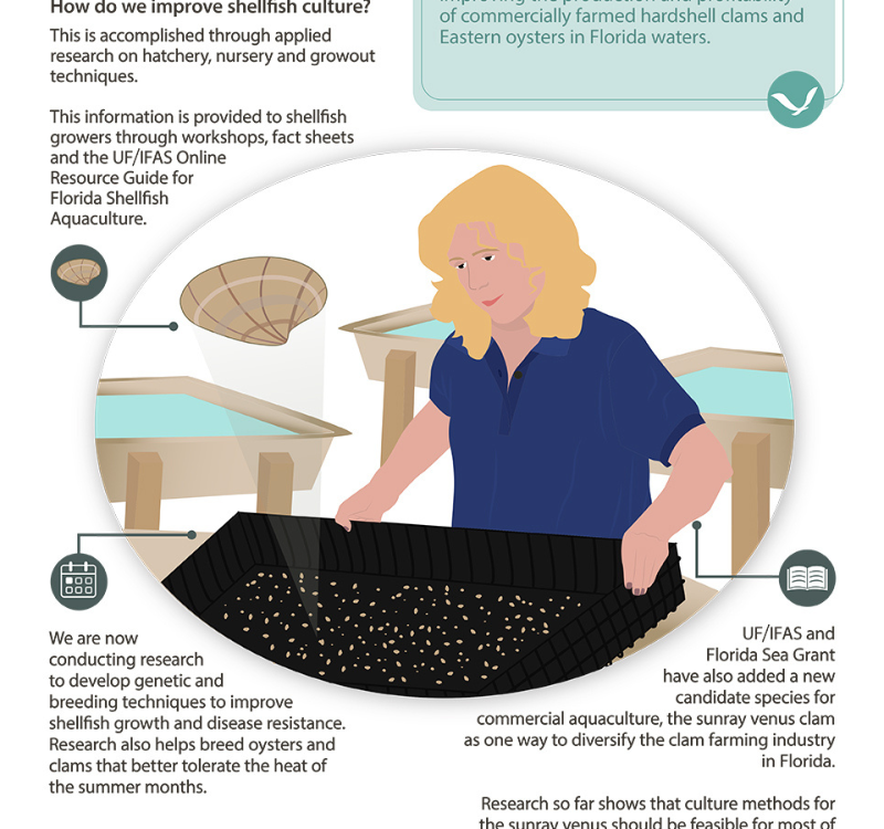 Aquaculture Infographics Series Shellfish Culture Florida Sea Grant