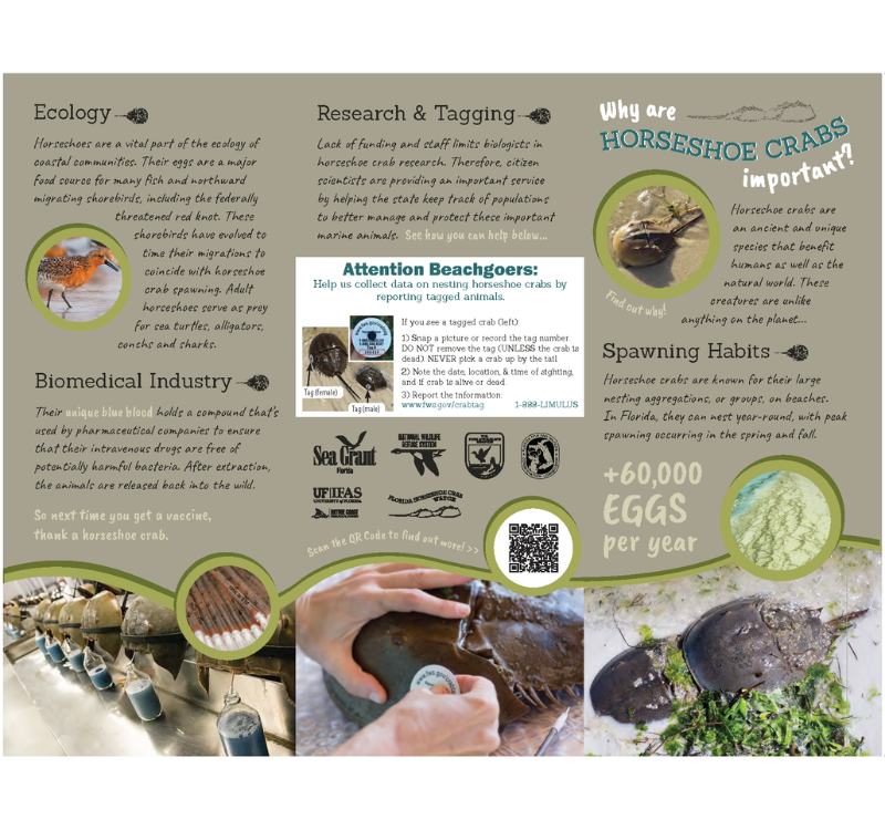 Why are Horseshoe Crabs Important? Florida Sea Grant