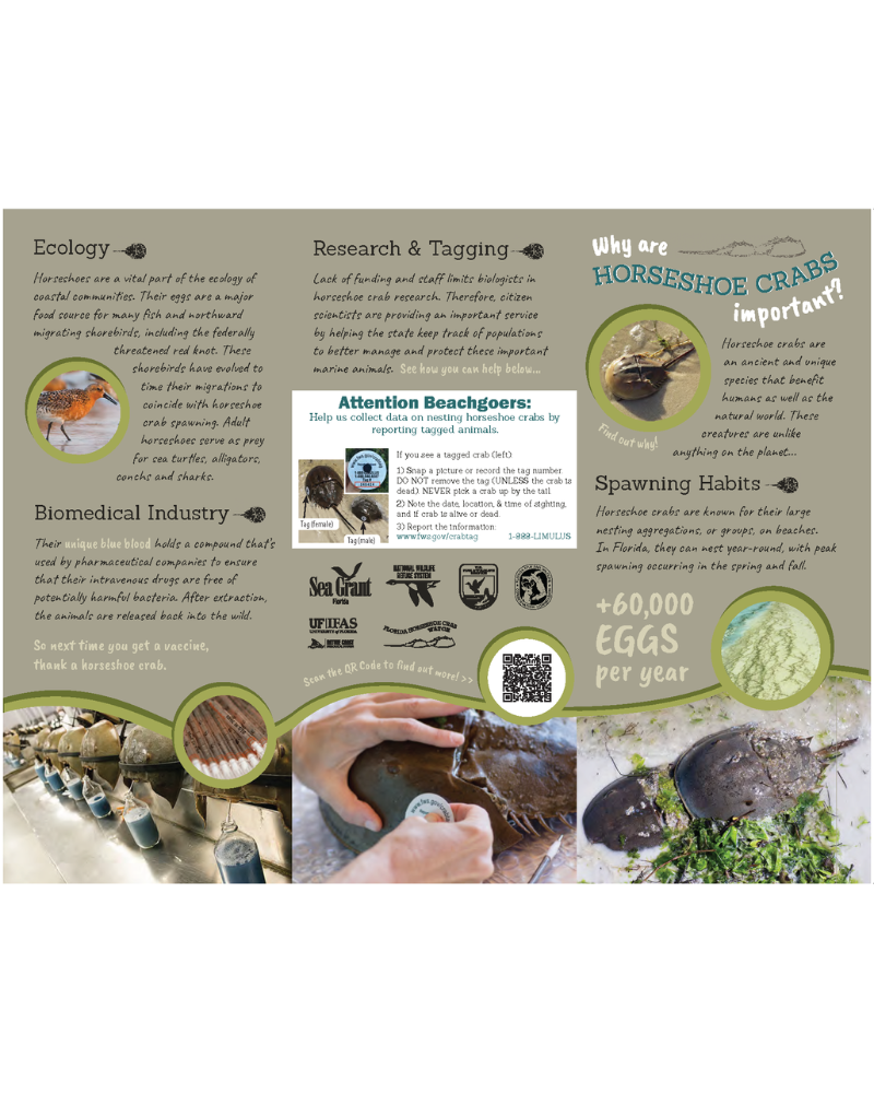 Why Are Horseshoe Crabs Important? Florida Sea Grant