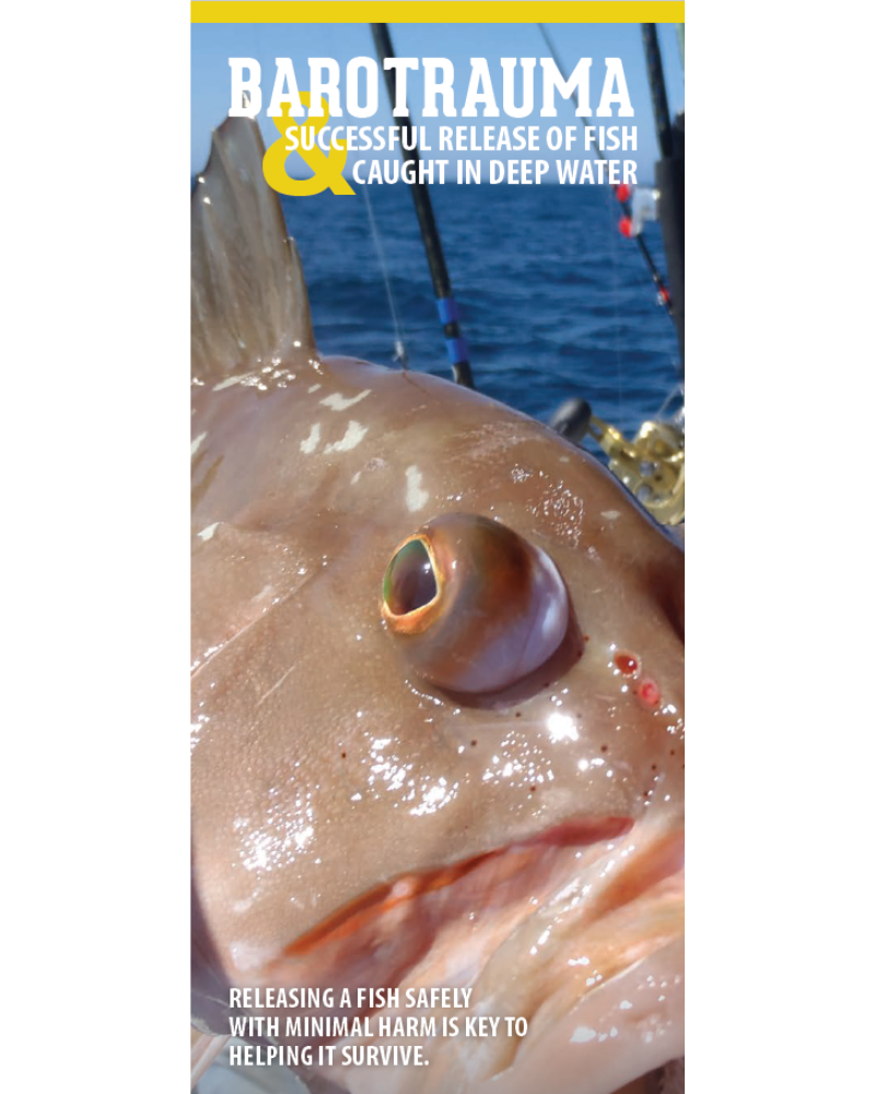 Barotrauma Successful Release of Fish Caught In Deep Water Florida