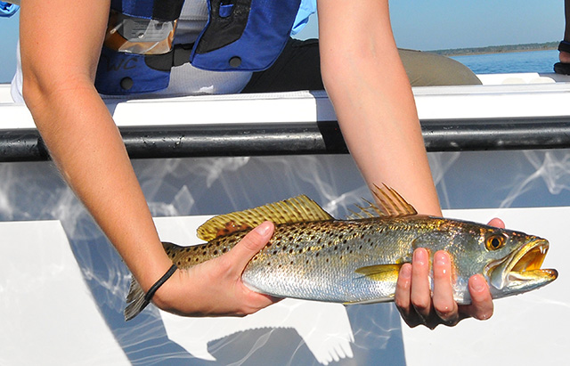 Catch and Release Fishing - Florida Sea Grant