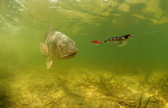 fish chasing a fishing lure underwater