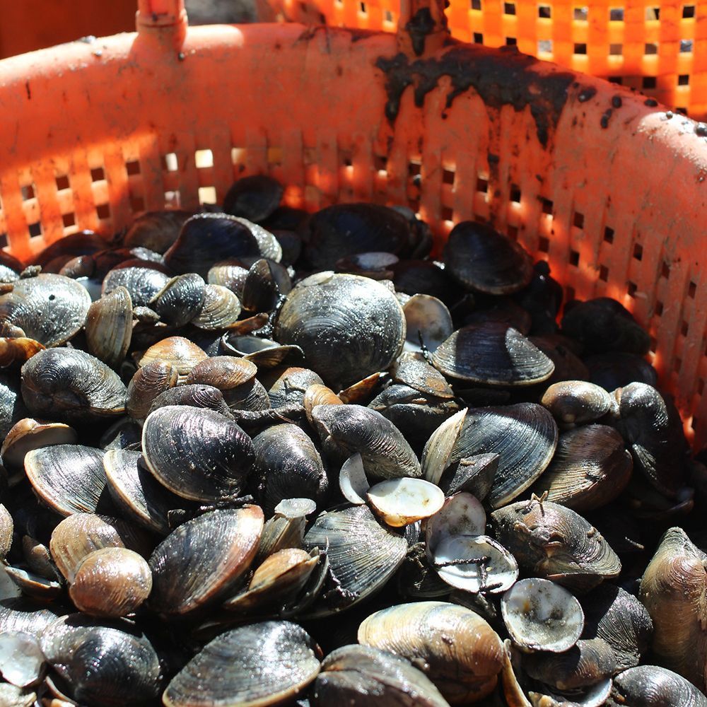 FSG helps increase hatchery production of Sunray Venus clams Florida