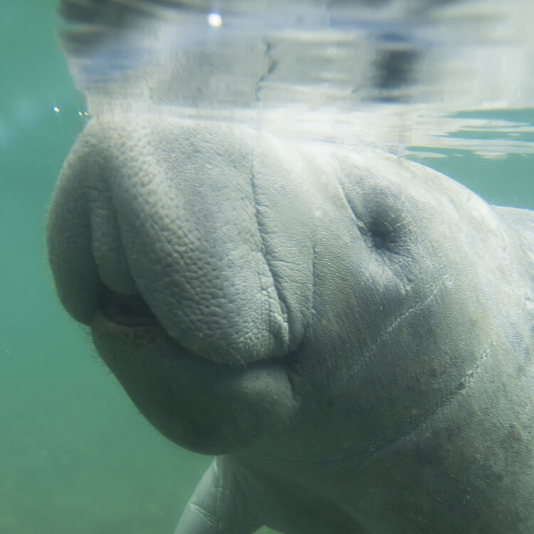 manatee