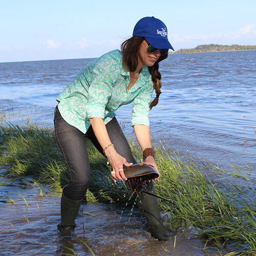citizen scientist wades in water with horseshoe crab