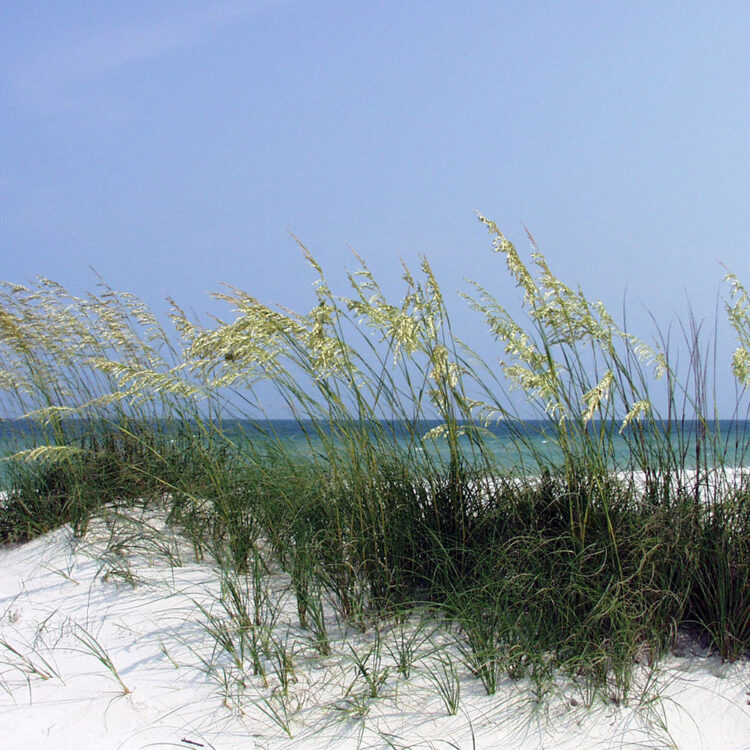 sea oats