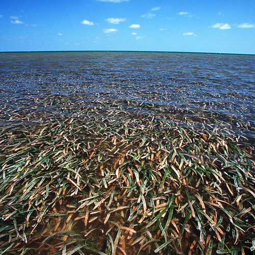 seagrass meadow