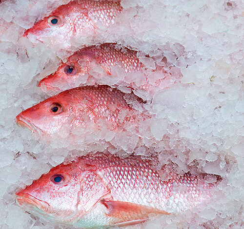 row of red snapper catch in ice