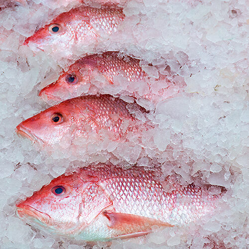 row of red snapper catch in ice