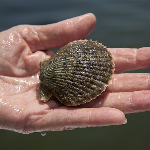 hand holds up a florida bay scallop