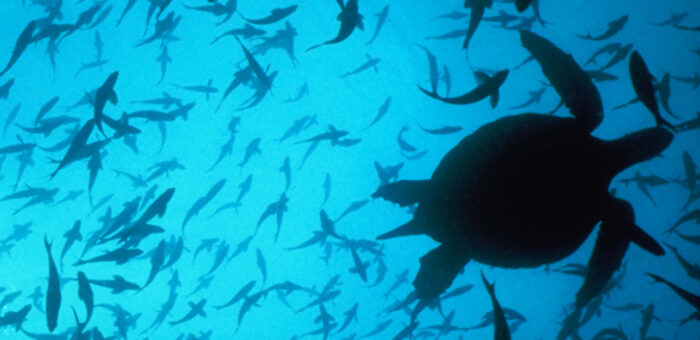 underwater shot of fish and sea turtle silhouette