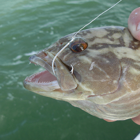 Catch and Release Fishing - Florida Sea Grant