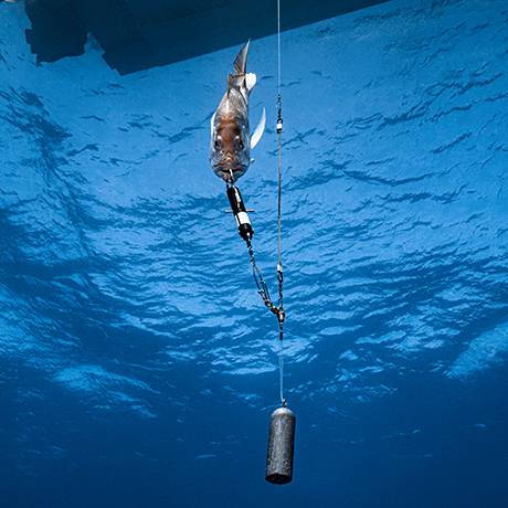 red snapper being released back to depth via a descending device