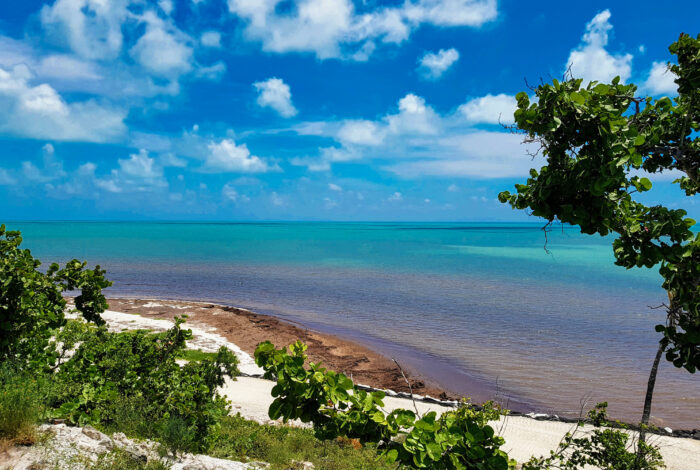 mangrove ocean and red tide