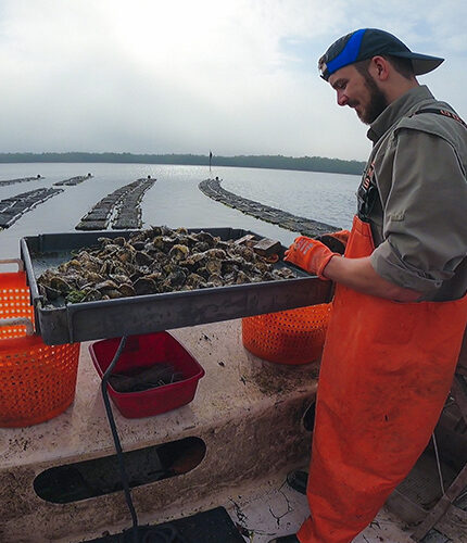 Aaron SharrettUniversity of South FloridaLost Coast Oyster Co.