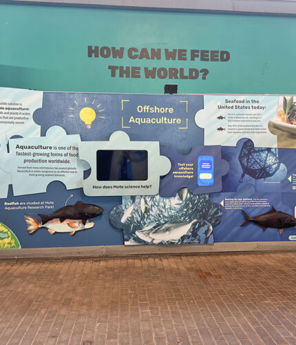 2020-21: With help from the EEBlue Funds and the 2020 and 2021 HARVEST Internship, an offshore aquaculture display at Mote Aquarium was established. Learn more.