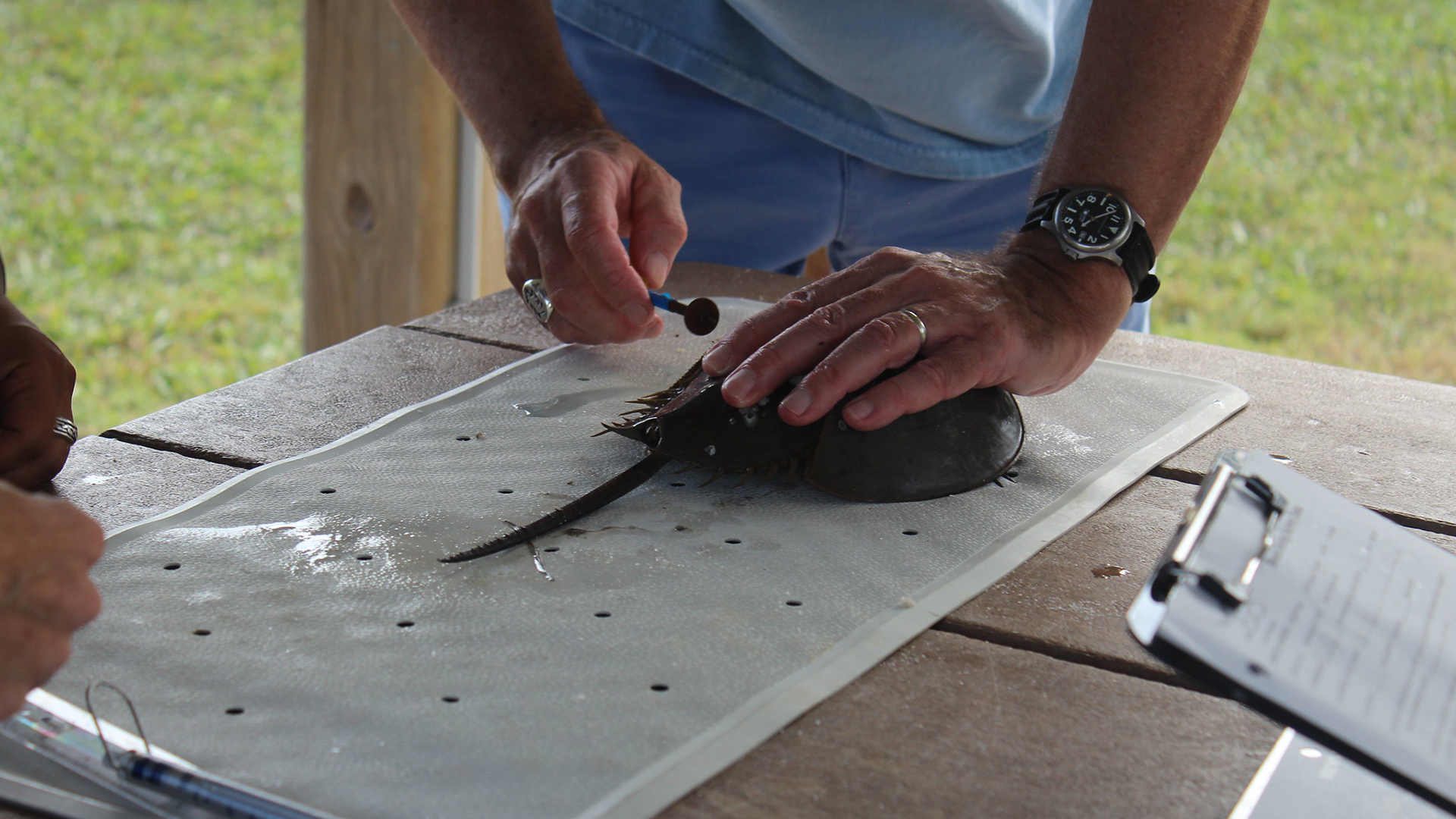 man holding horseshoe crab