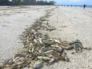 fish kill on beaches of fort myers