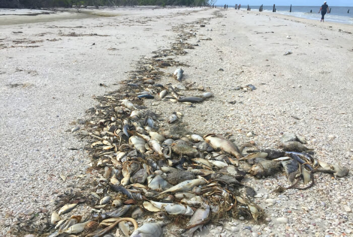fish kill on beaches of fort myers