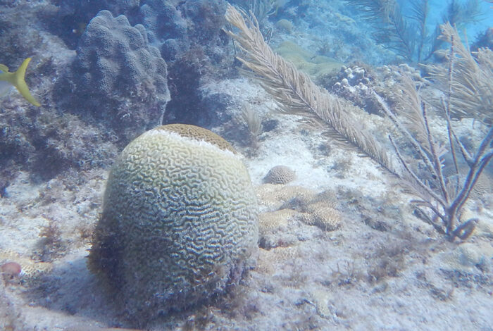 underwater scene of a diseased brain coral in Looe Key