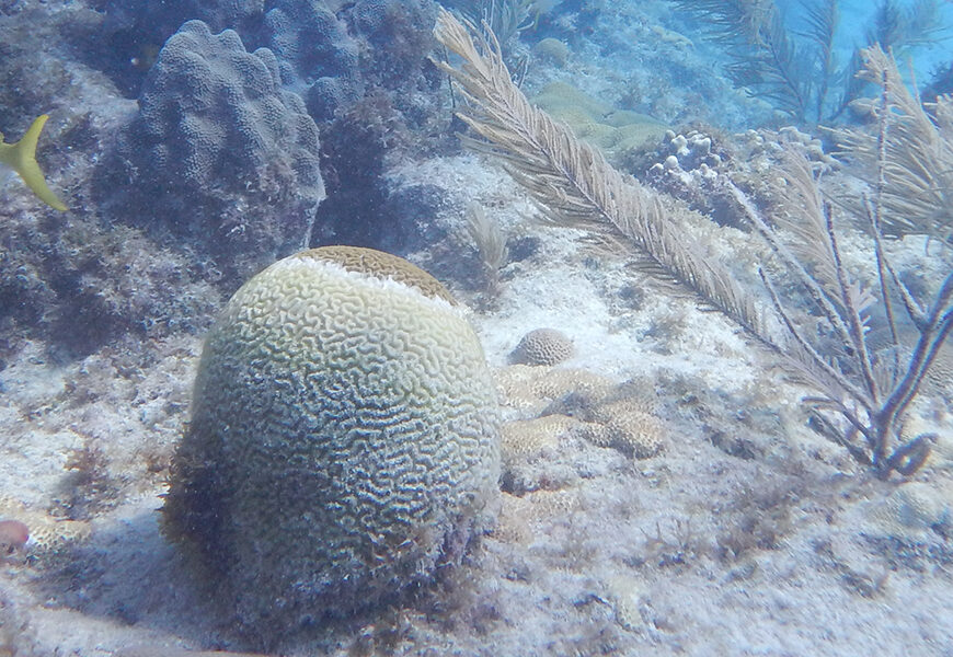 underwater scene of a diseased brain coral in Looe Key