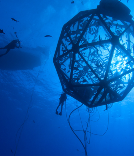 2018: Florida Sea Grant's Dr. Laura Tiu became involved in the Velella project. Learn more.