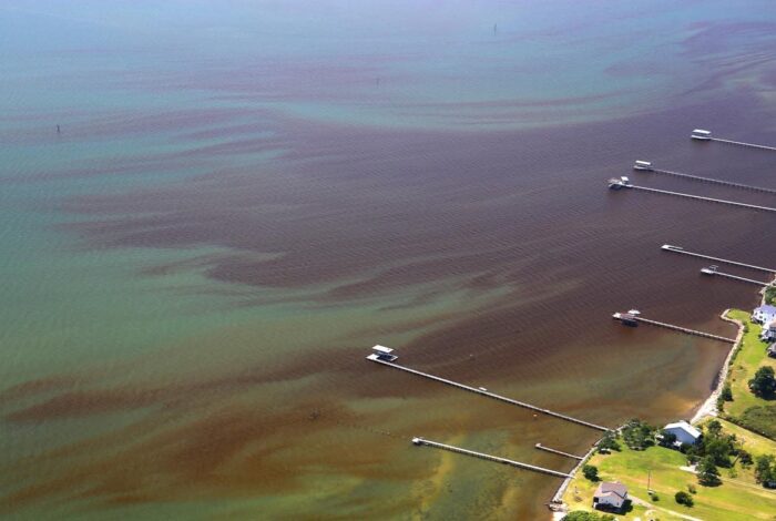aerial shot of harmful algal bloom present in river