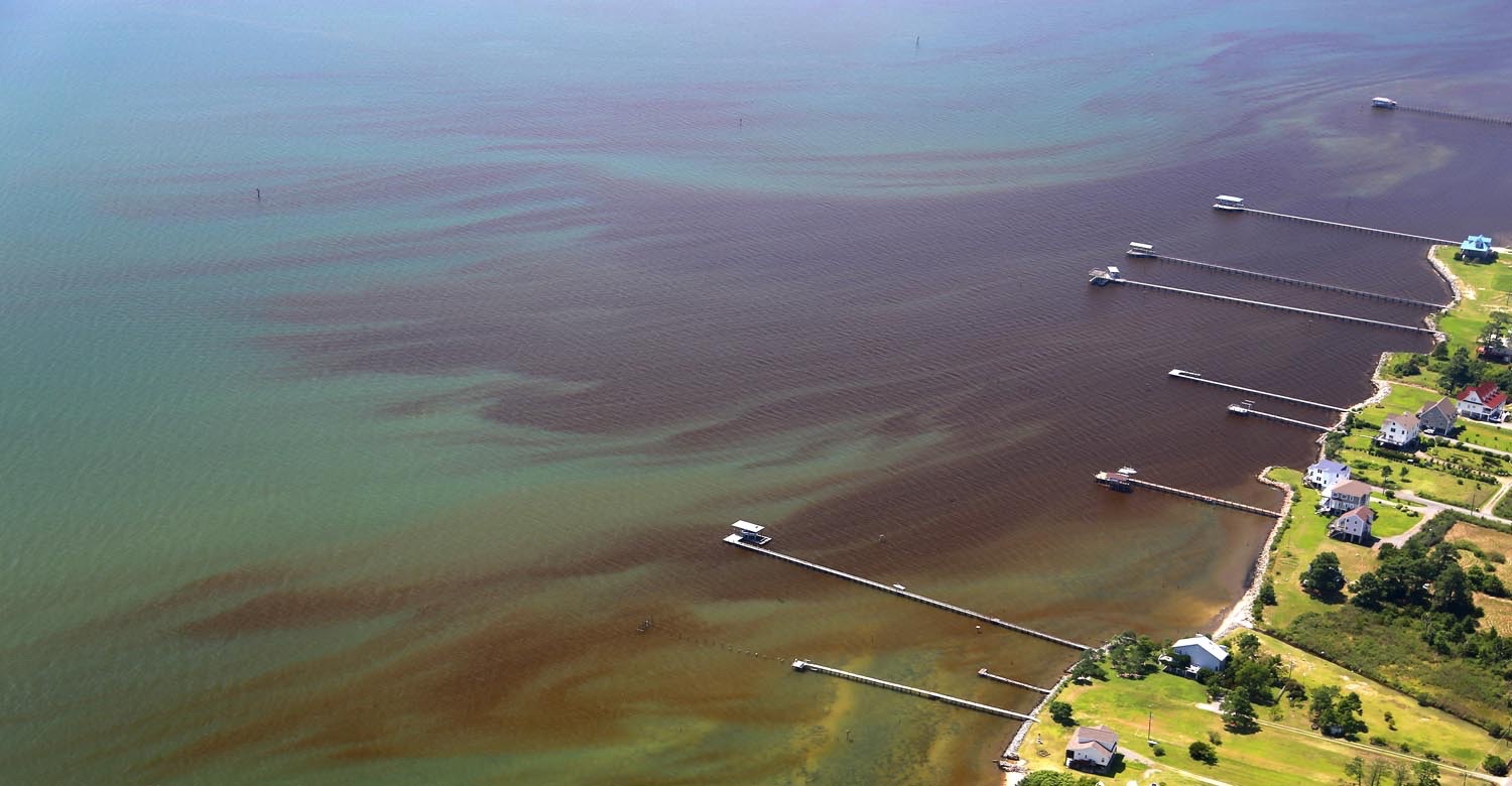 aerial shot of harmful algal bloom present in river