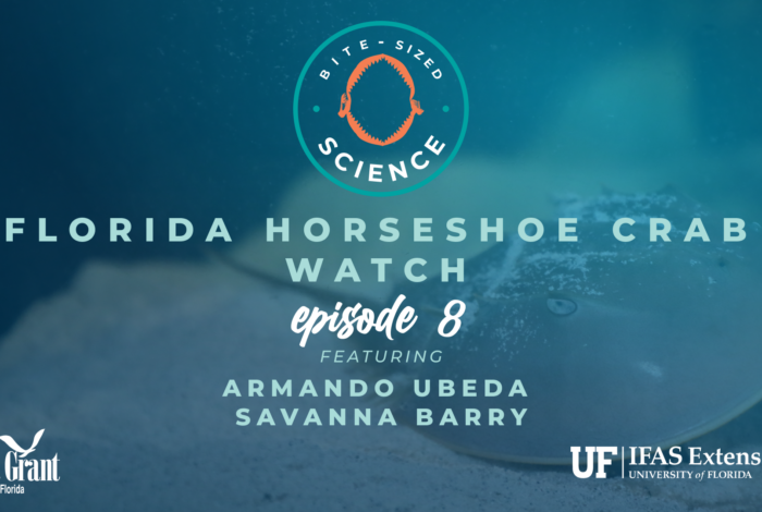 bite size science episode 9 florida horseshoe crab watch graphic