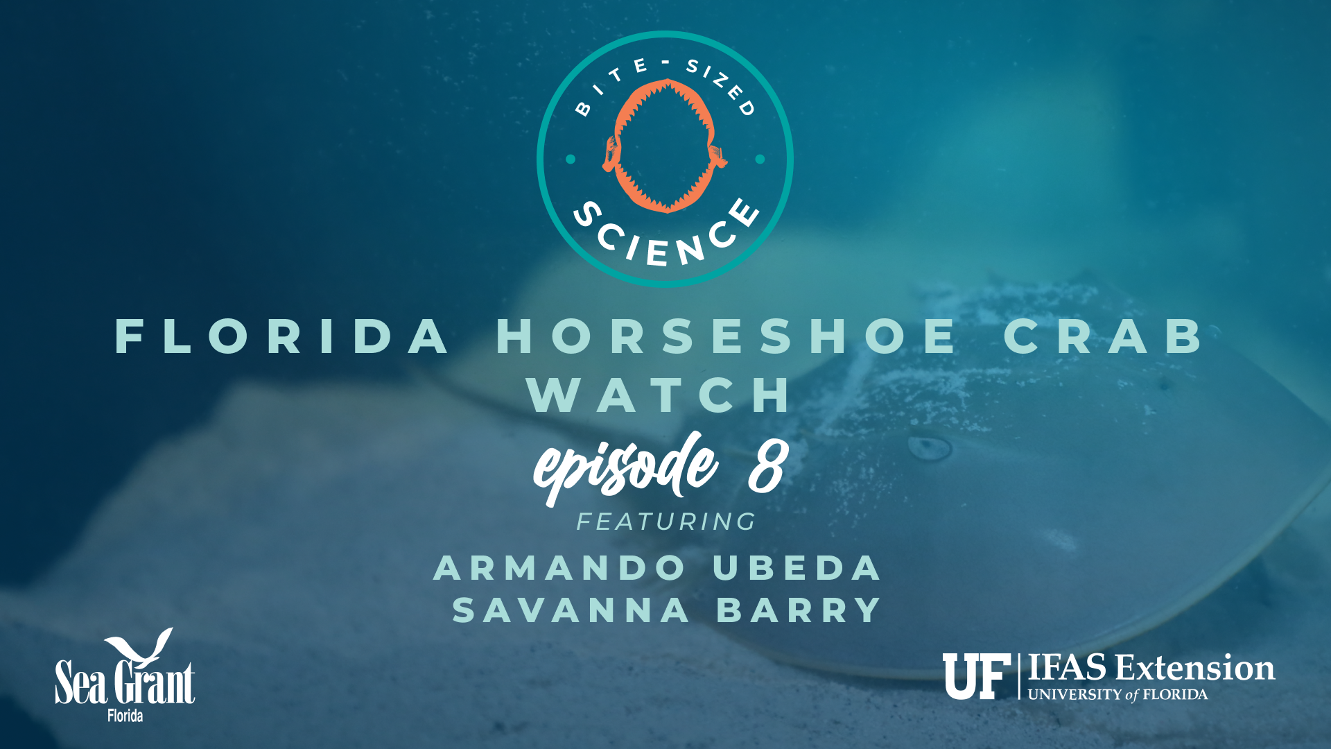 bite size science episode 9 florida horseshoe crab watch graphic