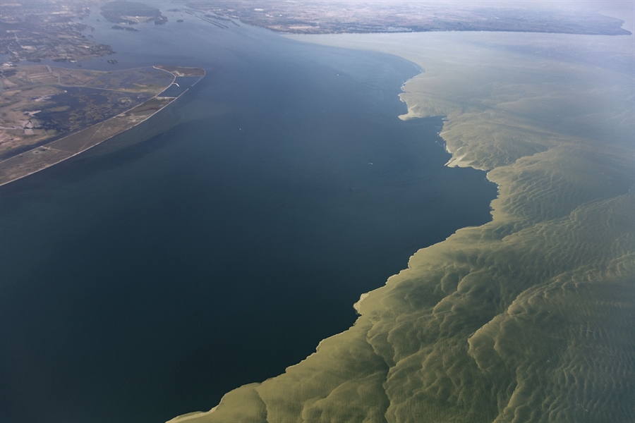 aerial shot of harmful algal bloom in coastal waterbody