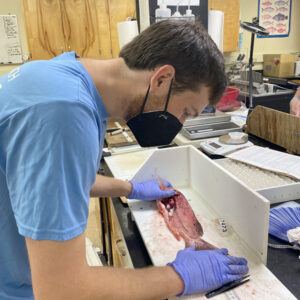 student in fisheries lab examining a fish carcass