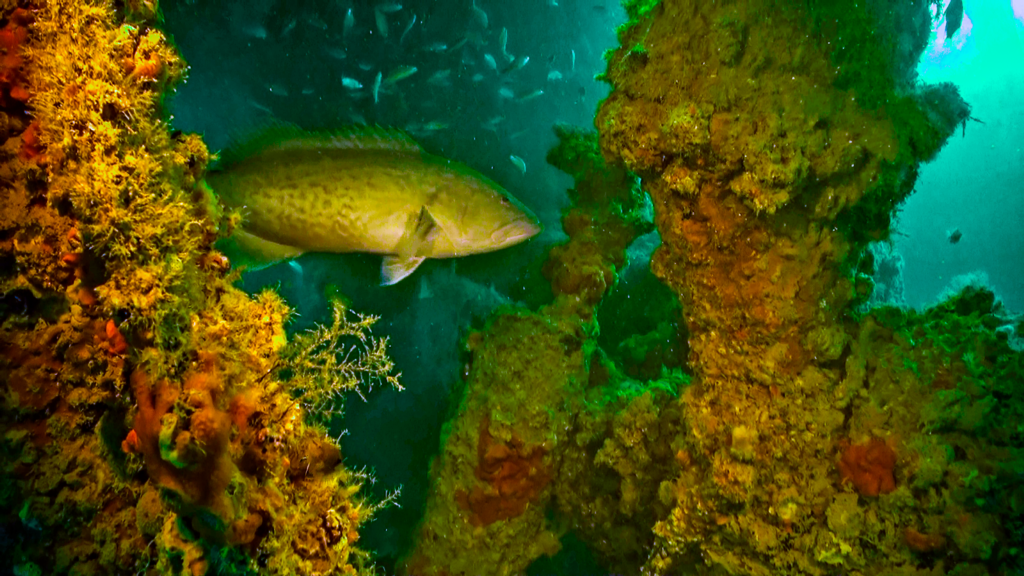 fish swimming through artificial reef structure