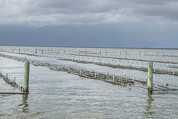 oyster aquaculture operation on the coast of Cedar Key