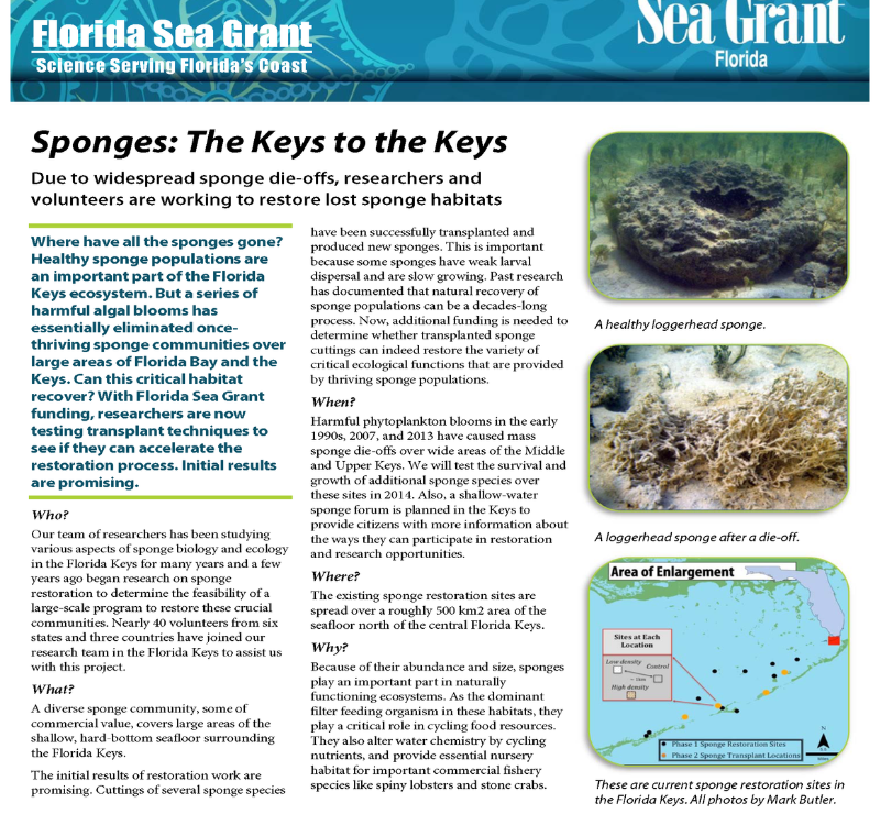 Sponges The Keys to the Keys Florida Sea Grant