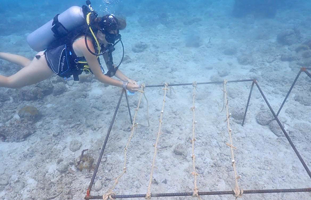 student diver ties coral fragments onto an underwater coral nursery