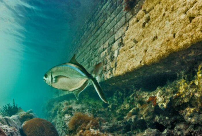 fish swims against a submerged ocean structure