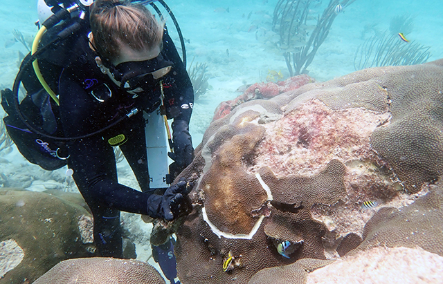 Scientists apply an antibiotic paste to stop the progression of stony coral tissue loss disease