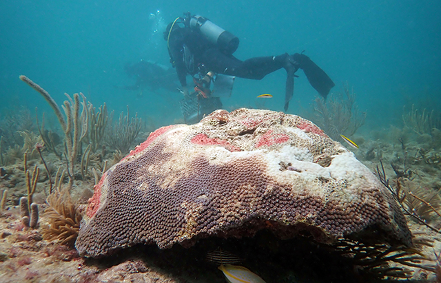 underwater scuba diver swims behind diseased coral