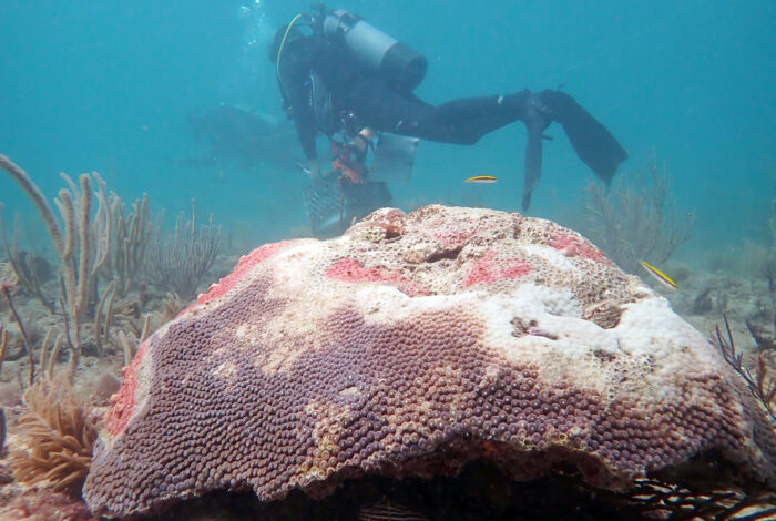 underwater scuba diver swims behind diseased coral