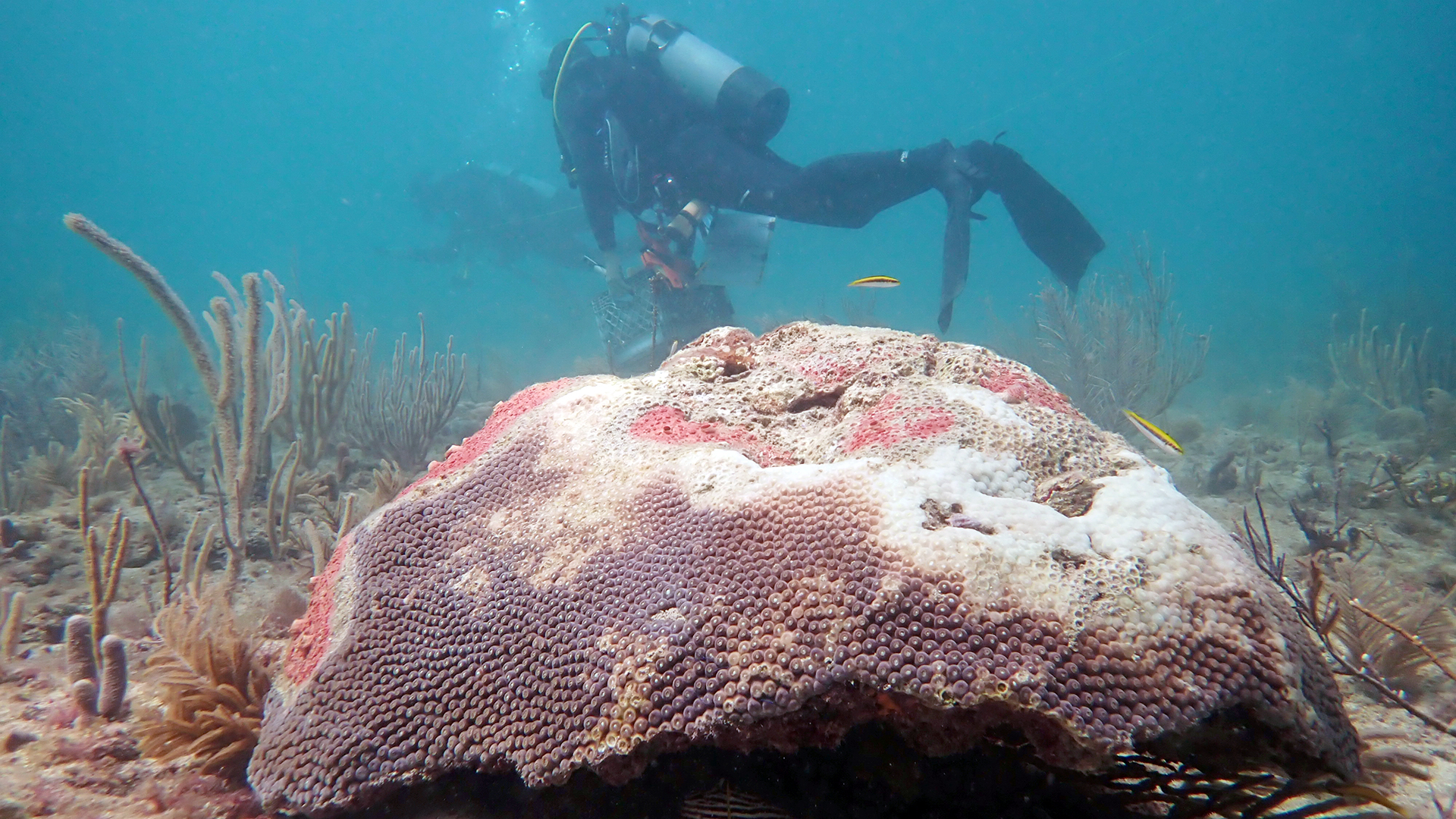 Stony Coral Tissue Loss Disease & Response on Florida’s Coral Reef
